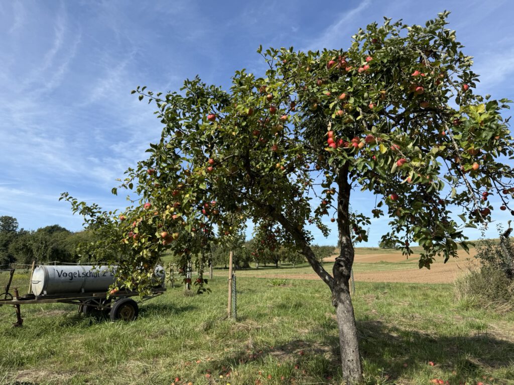Obstwiese